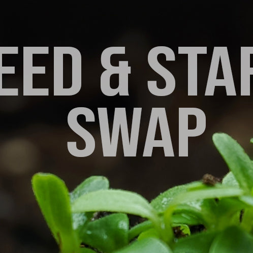 Seed and Start Swap with baby seedlings coming up from the soil