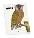 Owls Coloring Book