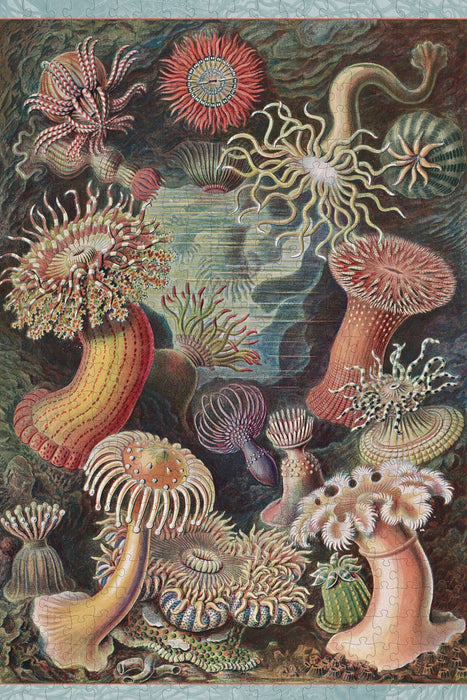 Ernst Haeckel: Sea Anemones 500-Piece Jigsaw Puzzle