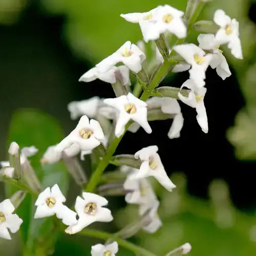 Lemon Verbena 